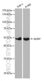 Perilipin-2 Antibody in Western Blot (WB)