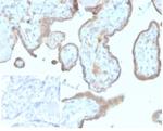 CD276/B7-H3 Antibody in Immunohistochemistry (Paraffin) (IHC (P))