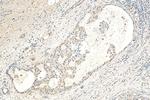AKT1 Antibody in Immunohistochemistry (Paraffin) (IHC (P))
