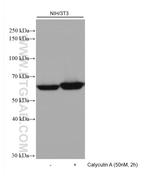 AKT1 Antibody in Western Blot (WB)