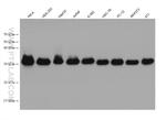 C1QBP Antibody in Western Blot (WB)