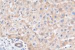 TOM20 Antibody in Immunohistochemistry (Paraffin) (IHC (P))