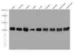 TOM20 Antibody in Western Blot (WB)
