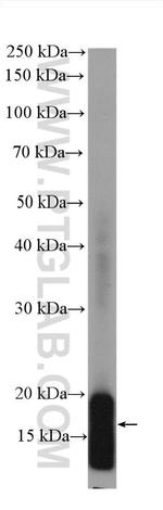 TOM20 Antibody in Western Blot (WB)