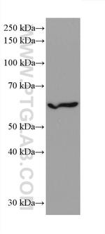 IRF3 Antibody in Western Blot (WB)