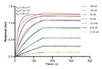 E-cadherin Antibody in Surface plasmon resonance (SPR)