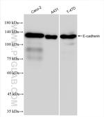 E-cadherin Antibody in Western Blot (WB)