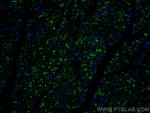 Connexin 43 Antibody in Immunohistochemistry (PFA fixed) (IHC (PFA))