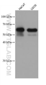 Occludin Antibody in Western Blot (WB)