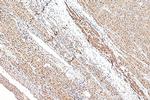 GAPDH Antibody in Immunohistochemistry (Paraffin) (IHC (P))