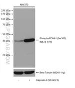 Phospho-PDH E1 Alpha (Ser300) Antibody in Western Blot (WB)