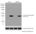 Phospho-PDH E1 Alpha (Ser300) Antibody in Western Blot (WB)