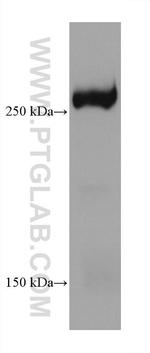 Phospho-mTOR (Ser2448) Antibody in Western Blot (WB)