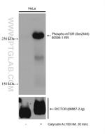 Phospho-mTOR (Ser2448) Antibody in Western Blot (WB)