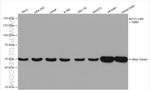Beta Tubulin Antibody in Western Blot (WB)