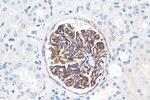 SYNPO Antibody in Immunohistochemistry (Paraffin) (IHC (P))