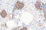 SYNPO Antibody in Immunohistochemistry (Paraffin) (IHC (P))