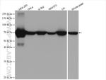 HSP70 Antibody in Western Blot (WB)