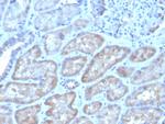 FGF23 (Fibroblast Growth Factor 23) Monoclonal Antibody (FGF23/4162)