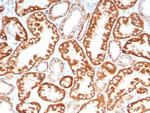 FGF23 (Fibroblast Growth Factor 23) Antibody in Immunohistochemistry (Paraffin) (IHC (P))