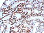 FGF23 (Fibroblast Growth Factor 23) Antibody in Immunohistochemistry (Paraffin) (IHC (P))