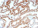 FGF23 (Fibroblast Growth Factor 23) Antibody in Immunohistochemistry (Paraffin) (IHC (P))
