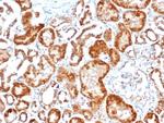 FGF23 (Fibroblast Growth Factor 23) Antibody in Immunohistochemistry (Paraffin) (IHC (P))