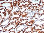 FGF23 (Fibroblast Growth Factor 23) Antibody in Immunohistochemistry (Paraffin) (IHC (P))