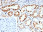 FGF23 (Fibroblast Growth Factor 23) Antibody in Immunohistochemistry (Paraffin) (IHC (P))