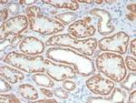 FGF23 (Fibroblast Growth Factor 23) Antibody in Immunohistochemistry (Paraffin) (IHC (P))