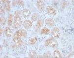 FGF23 (Fibroblast Growth Factor 23) Monoclonal Antibody (FGF23/4163)