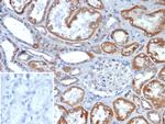 FGF23 (Fibroblast Growth Factor 23) Antibody in Immunohistochemistry (Paraffin) (IHC (P))