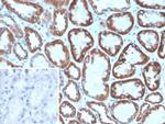 FGF23 (Fibroblast Growth Factor 23) Antibody in Immunohistochemistry (Paraffin) (IHC (P))