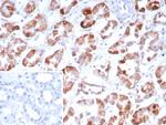 FGF23 (Fibroblast Growth Factor 23) Antibody in Immunohistochemistry (Paraffin) (IHC (P))