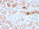 FGF23 (Fibroblast Growth Factor 23) Antibody in Immunohistochemistry (Paraffin) (IHC (P))
