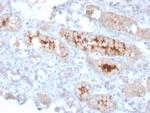 FGF23 (Fibroblast Growth Factor 23) Antibody in Immunohistochemistry (Paraffin) (IHC (P))