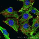 Alpha Tubulin Antibody in Immunocytochemistry (ICC/IF)