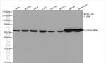 Alpha Tubulin Antibody in Western Blot (WB)