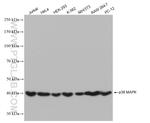 p38 MAPK Antibody in Western Blot (WB)
