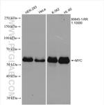 MYC Antibody in Western Blot (WB)