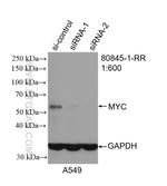 MYC Antibody in Western Blot (WB)