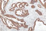 GRP78, BIP Antibody in Immunohistochemistry (Paraffin) (IHC (P))