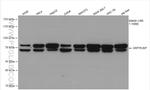 GRP78, BIP Antibody in Western Blot (WB)