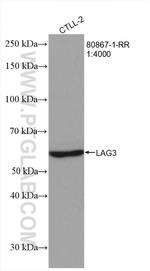 LAG3 Antibody in Western Blot (WB)