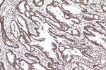 Lamin B1 Antibody in Immunohistochemistry (Paraffin) (IHC (P))