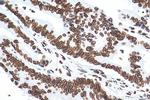 Lamin B1 Antibody in Immunohistochemistry (Paraffin) (IHC (P))