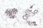 Lamin B1 Antibody in Immunohistochemistry (Paraffin) (IHC (P))