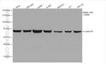 Lamin B1 Antibody in Western Blot (WB)