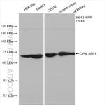 Osteopontin Antibody in Western Blot (WB)