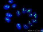 DDX21 Antibody in Immunocytochemistry (ICC/IF)